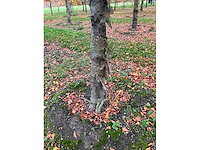 Fagus sylvatica (39x) - afbeelding 11 van  17