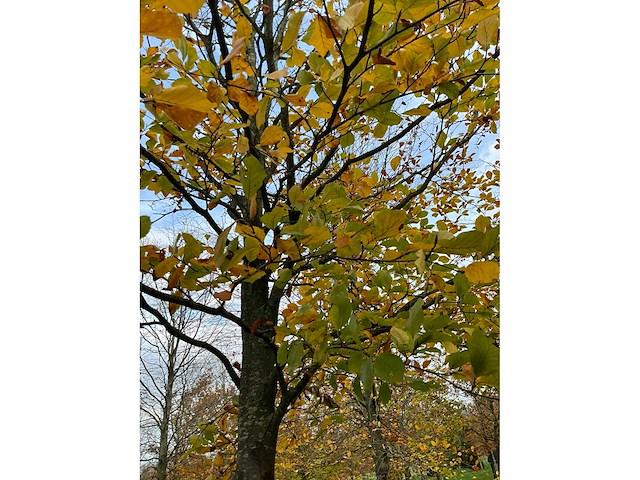 Fagus sylvatica (39x) - afbeelding 12 van  17