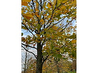 Fagus sylvatica (39x) - afbeelding 12 van  17