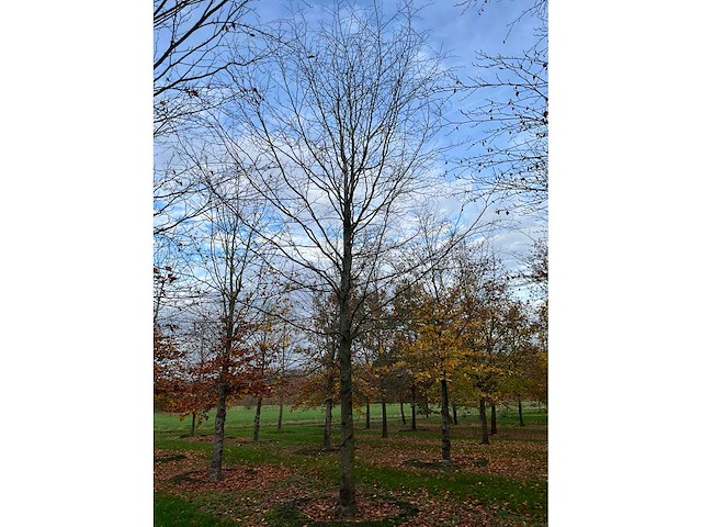 Fagus sylvatica (39x) - afbeelding 13 van  17