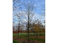 Fagus sylvatica (39x) - afbeelding 13 van  17