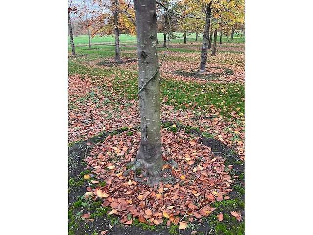 Fagus sylvatica (39x) - afbeelding 14 van  17
