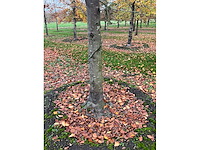 Fagus sylvatica (39x) - afbeelding 14 van  17