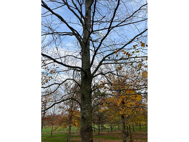 Fagus sylvatica (39x) - afbeelding 15 van  17