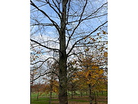 Fagus sylvatica (39x) - afbeelding 15 van  17