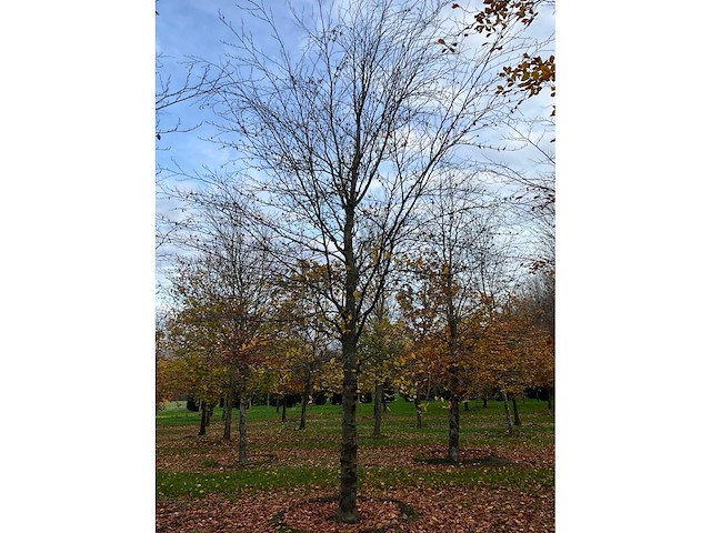 Fagus sylvatica (39x) - afbeelding 16 van  17