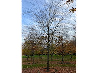 Fagus sylvatica (39x) - afbeelding 16 van  17