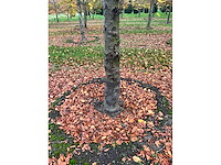 Fagus sylvatica (39x) - afbeelding 17 van  17