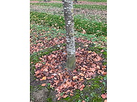 Fagus sylvatica 'atropunicea' (26x) - afbeelding 2 van  17
