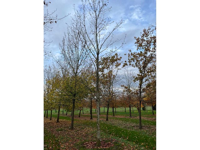 Fagus sylvatica 'atropunicea' (26x) - afbeelding 3 van  17