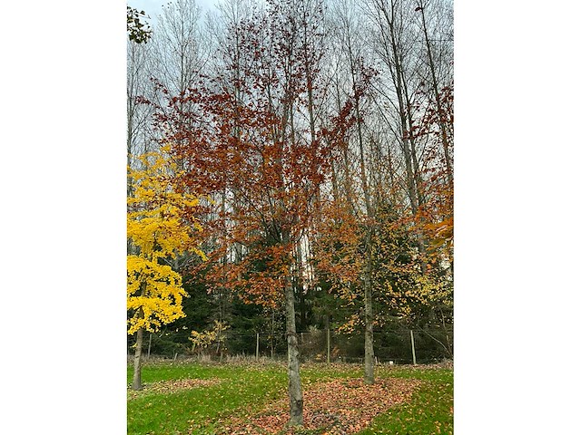 Fagus sylvatica 'atropunicea' (26x) - afbeelding 4 van  17