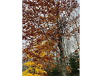 Fagus sylvatica 'atropunicea' (26x) - afbeelding 6 van  17