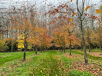 Fagus sylvatica 'atropunicea' (26x) - afbeelding 8 van  17