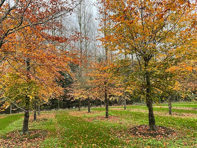 Fagus sylvatica 'atropunicea' (26x) - afbeelding 1 van  17
