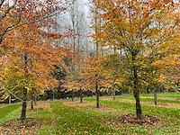 Fagus sylvatica 'atropunicea' (26x) - afbeelding 1 van  17