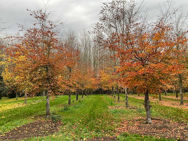 Fagus sylvatica 'atropunicea' (26x) - afbeelding 11 van  17