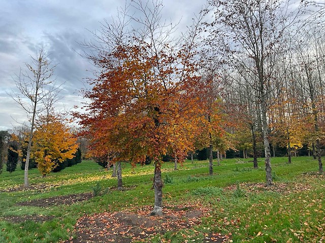 Fagus sylvatica 'atropunicea' (26x) - afbeelding 12 van  17