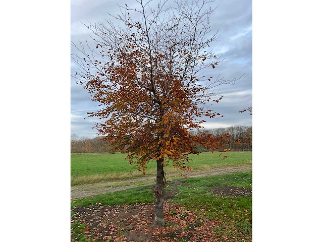 Fagus sylvatica 'atropunicea' (26x) - afbeelding 13 van  17