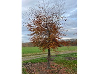 Fagus sylvatica 'atropunicea' (26x) - afbeelding 13 van  17