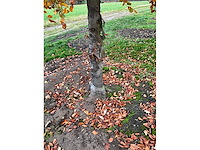 Fagus sylvatica 'atropunicea' (26x) - afbeelding 14 van  17