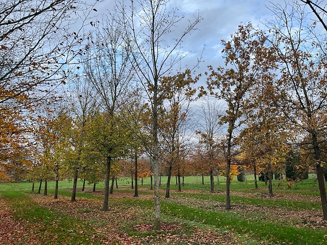 Fagus sylvatica 'atropunicea' (26x) - afbeelding 16 van  17