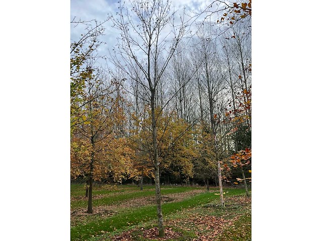 Fagus sylvatica 'atropunicea' (26x) - afbeelding 17 van  17