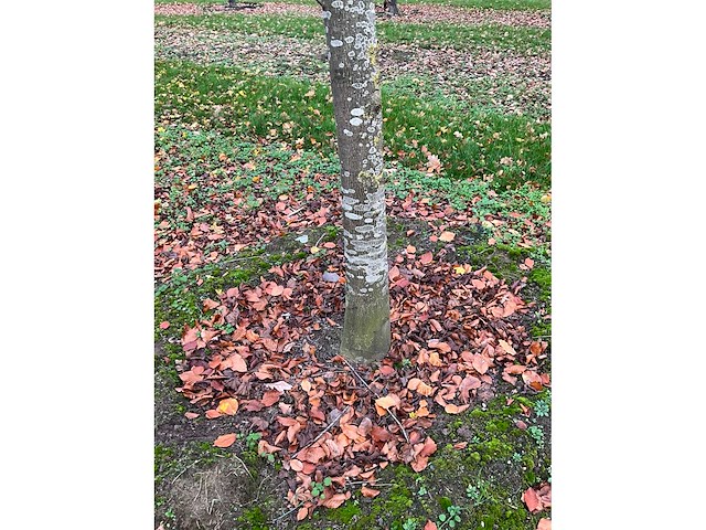 Fagus sylvatica 'atropunicea' (26x) - afbeelding 2 van  17