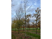 Fagus sylvatica 'atropunicea' (26x) - afbeelding 3 van  17