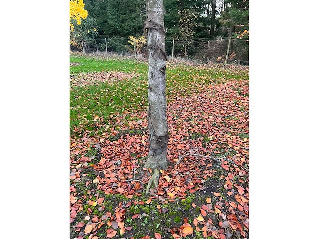 Fagus sylvatica 'atropunicea' (26x) - afbeelding 5 van  17