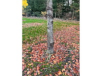 Fagus sylvatica 'atropunicea' (26x) - afbeelding 5 van  17