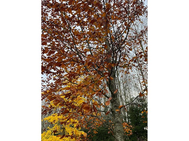 Fagus sylvatica 'atropunicea' (26x) - afbeelding 6 van  17