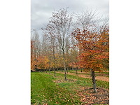 Fagus sylvatica 'atropunicea' (26x) - afbeelding 7 van  17