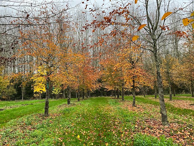 Fagus sylvatica 'atropunicea' (26x) - afbeelding 8 van  17