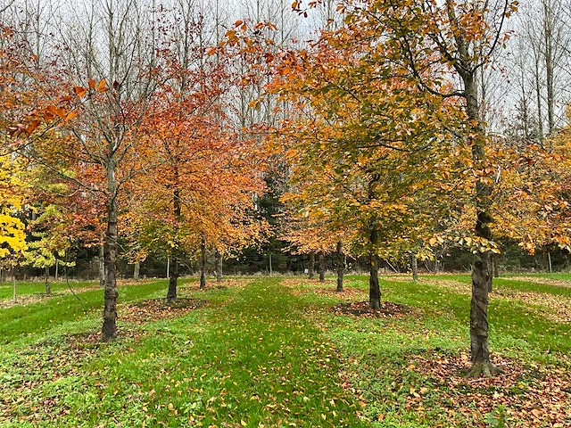 Fagus sylvatica 'atropunicea' (26x) - afbeelding 9 van  17