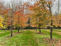 Fagus sylvatica 'atropunicea' (26x) - afbeelding 9 van  17