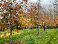 Fagus sylvatica 'atropunicea' (26x) - afbeelding 10 van  17