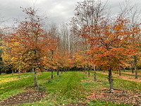 Fagus sylvatica 'atropunicea' (26x) - afbeelding 11 van  17