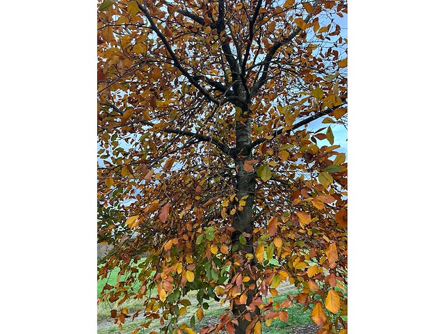 Fagus sylvatica 'atropunicea' (26x) - afbeelding 15 van  17
