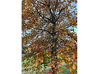 Fagus sylvatica 'atropunicea' (26x) - afbeelding 15 van  17