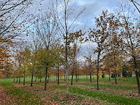 Fagus sylvatica 'atropunicea' (26x) - afbeelding 16 van  17