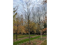 Fagus sylvatica 'atropunicea' (26x) - afbeelding 17 van  17