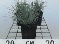 Festuca glauca, 24 stuks