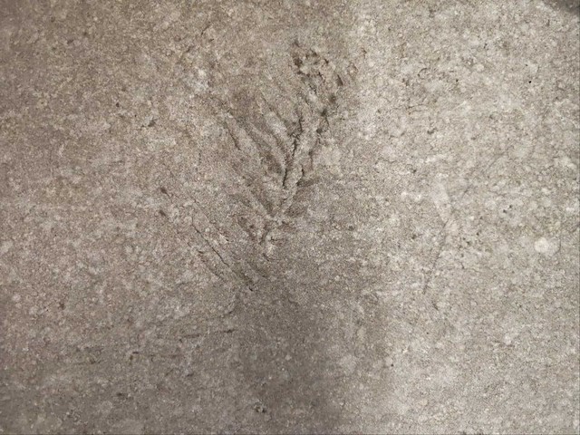Fioranese manoir gris brion mat 60,4x60,4 cm tegel 12,4 m² - afbeelding 5 van  6