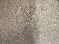 Fioranese manoir gris brion mat 60,4x60,4 cm tegel 12,4 m² - afbeelding 5 van  6