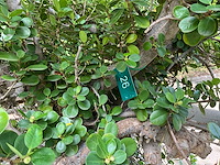 Fiscuspanda - afbeelding 11 van  11