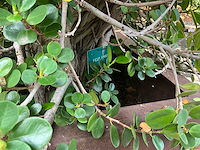 Fiscuspanda - afbeelding 5 van  5