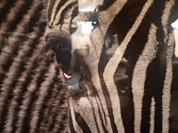 Foto in kader - afbeelding 4 van  4