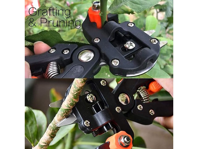 Fruitboom, entschaar - afbeelding 4 van  7