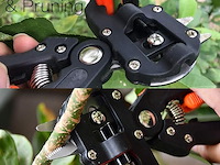 Fruitboom, entschaar - afbeelding 4 van  7