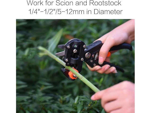 Fruitboom, entschaar - afbeelding 5 van  7